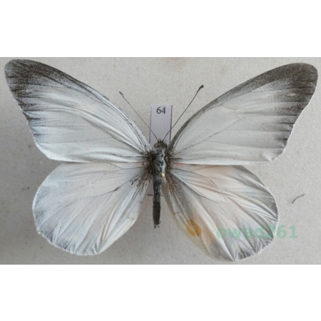 Delias zebuda Hewitson, 1862 male Indonesia, Sulawesi64